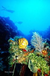 Drift dive. This photo was taken with a nikon d100. by Shawn Jackson 